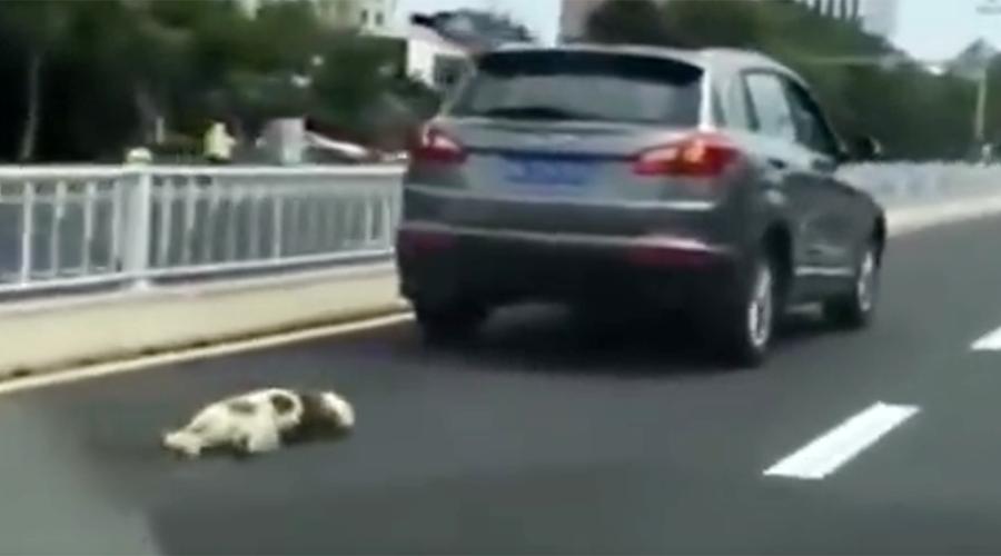 Dog dragged to death behind owner’s car sparks angry mob in China (GRAPHIC VIDEO)
