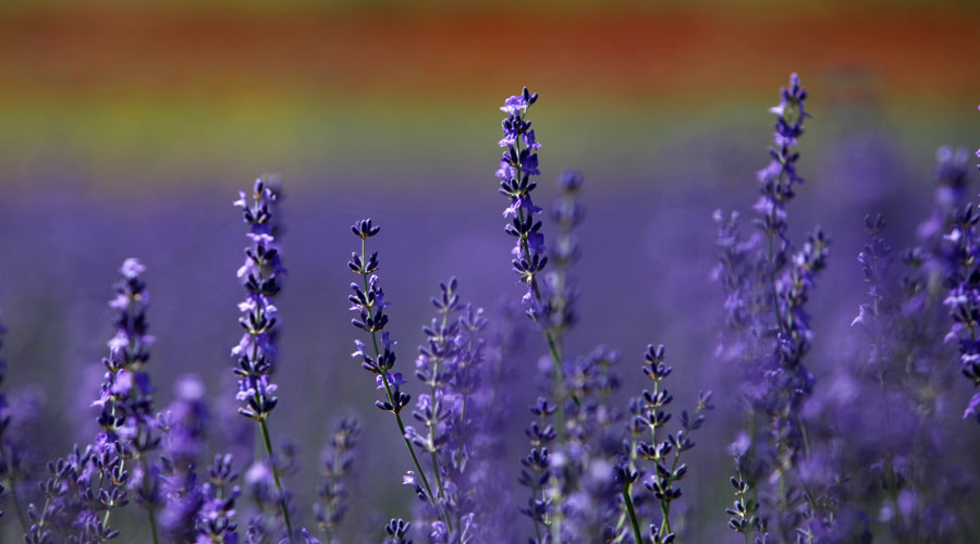 'Health worker' fined for advising patient to swap HIV drugs for lavender & essential oils