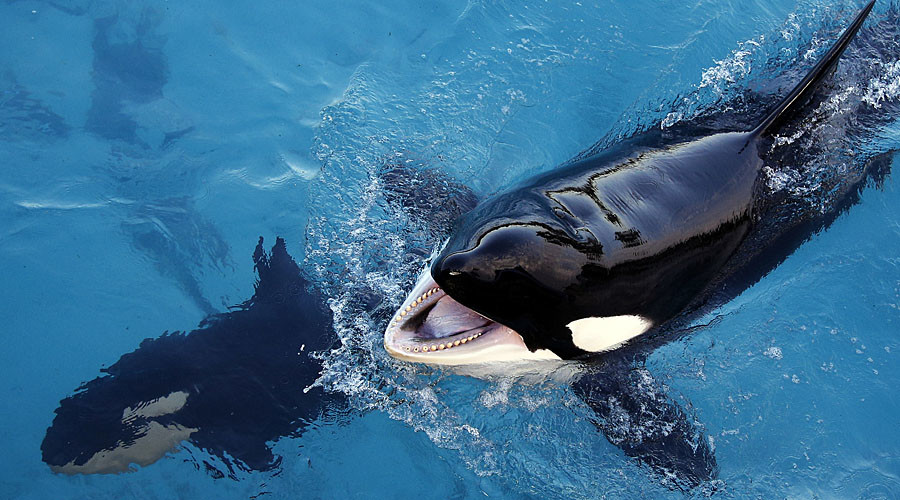 Killer whales stuck in shallow water saved by fishermen in Russia’s Far East (VIDEO)