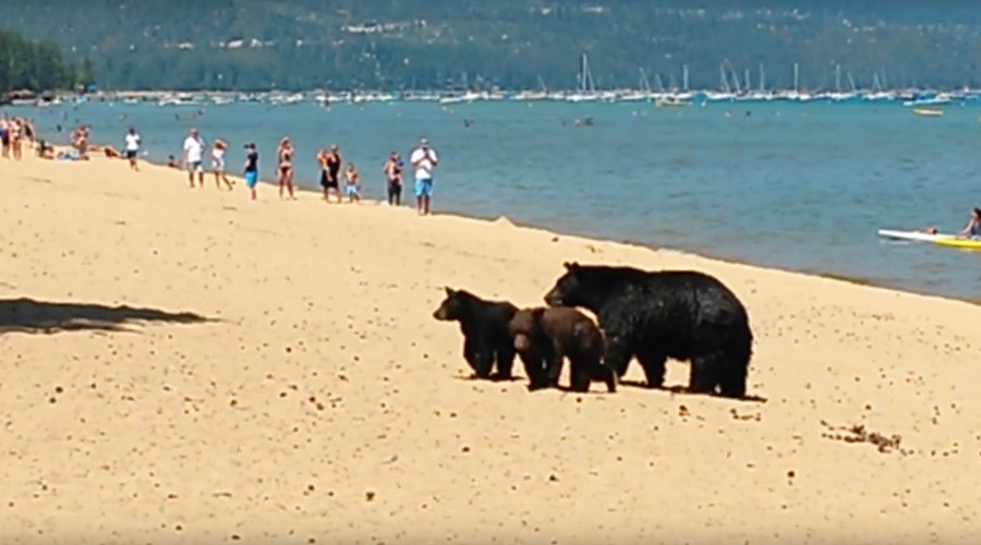 record of meaning bear bears invade Three during beach Lake Tahoe drought packed California