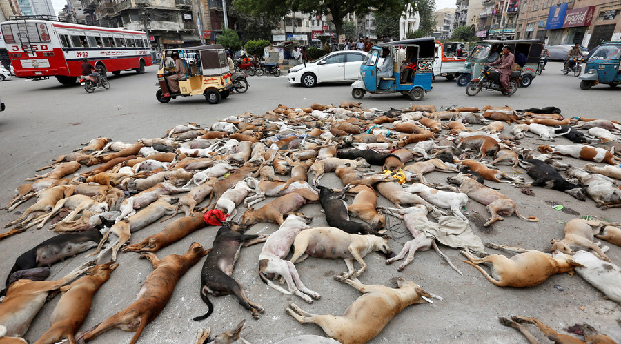 ‘Cruelty’: People outraged as Karachi authorities poison at least 700 stray dogs 