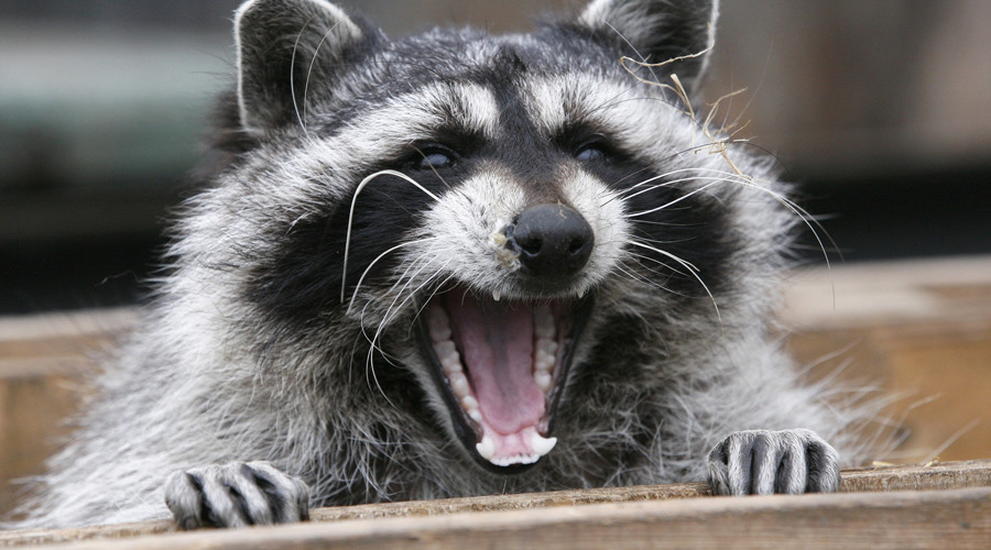 Prankster ties ‘get well soon’ balloon to road-kill raccoon (PHOTO)