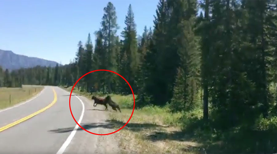 ‘Grizzly’ bear’s take down of defenseless cow captured near Yellowstone (VIDEO)