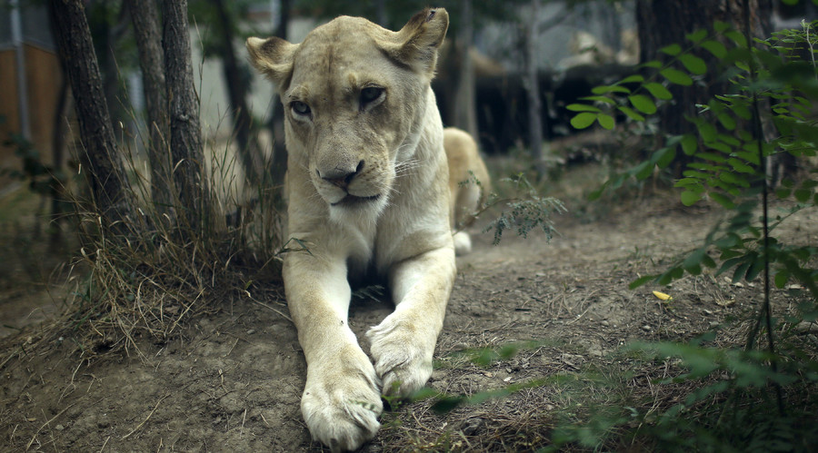 Lion confined after mauling Canadian zoo employee, staff in shock