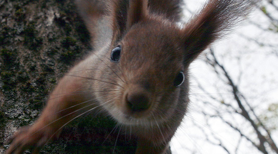 Tech-savvy squirrel steals GoPro camera, shoots ‘Up the tree’ documentary (VIDEO)