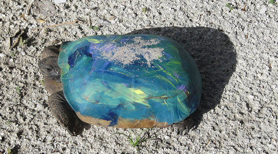 Don’t paint your turtle: Rogue artists warned over dangerous shell game