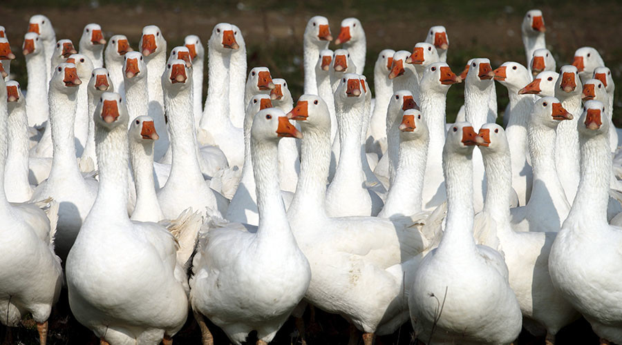 The drone that should’ve ducked: Goose gets revenge on fancy new flying machine (VIDEO)