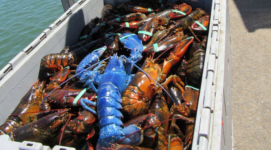 Lucky lobster! 1-in-2mn sapphire blue crustacean caught off Cape Cod