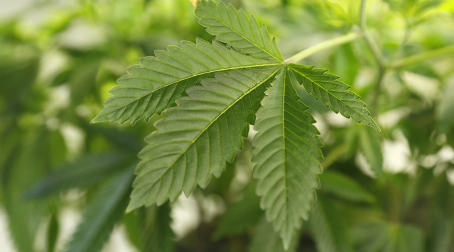 Medical marijuana research farms to grow, but pot remains 'dangerous drug'