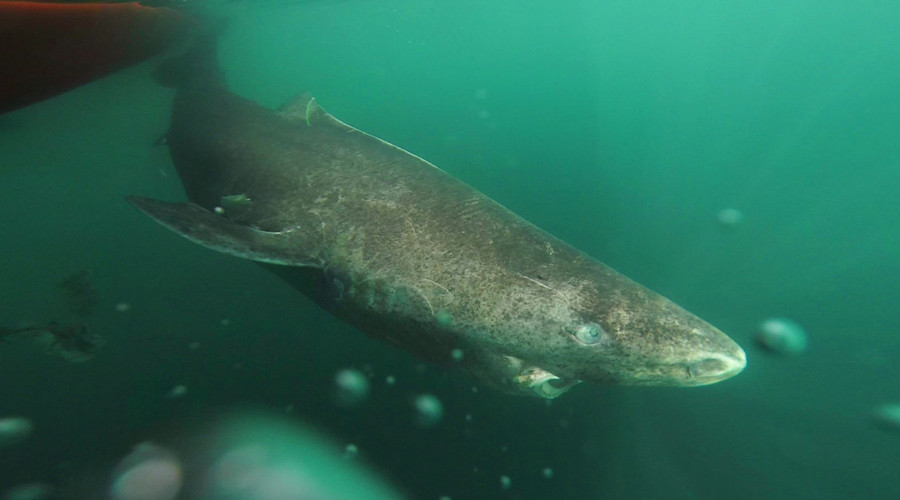 ‘Nuclear bomb’ carbon dating shows Greenland shark can live for 400yrs (PHOTO)
