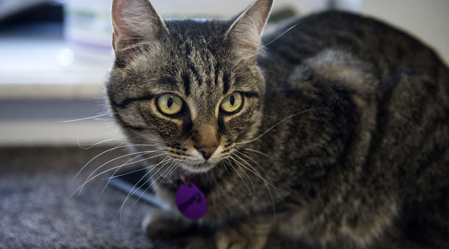 'Extreme right-wing propaganda': Austria jails man who posted photo of Nazi-salute cat