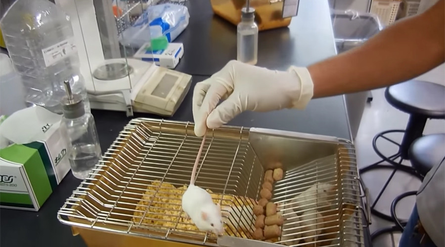Designer brains: Mice ‘reprogrammed’ by laser-guided neuron manipulation