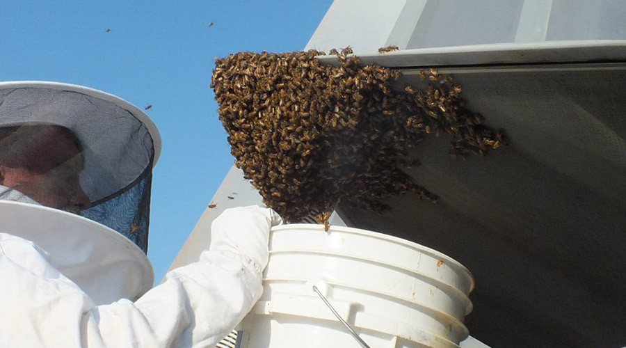 Sticky situation: Swarm of honeybees blocks F-22 fighter