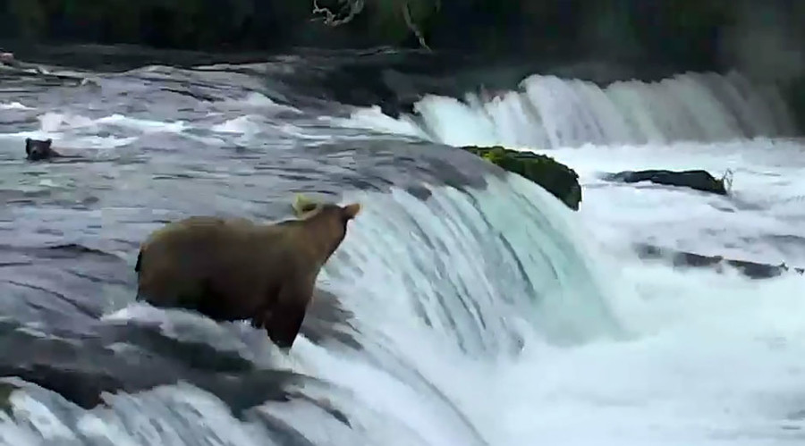 Mama bear rushes to save her babies from Alaskan waterfall (VIDEO)