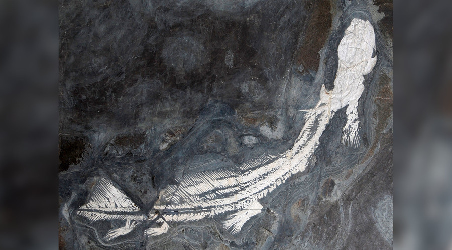 Jurassic shark: Cannibalism of ancient Pangea predator exposed by fossilized poo (PHOTO)