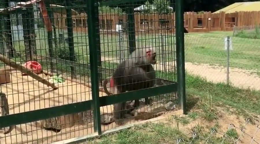 ‘Oh sh*t!’ Cheeky baboon throws poop at two little girls (VIDEO)
