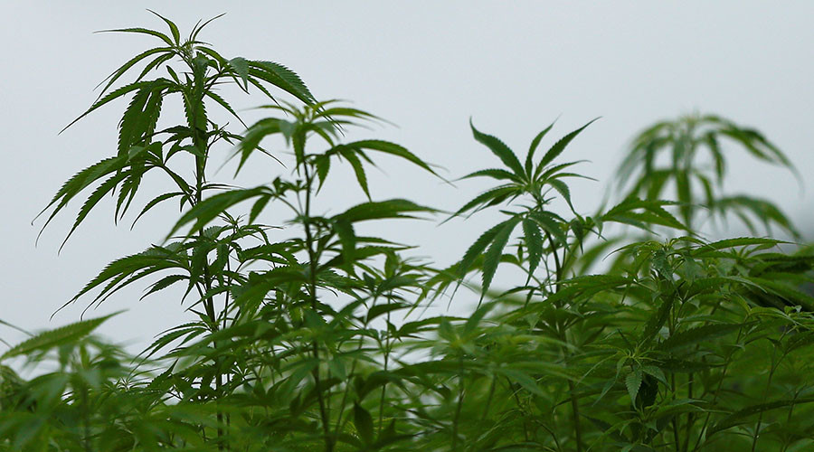 Poor and less well-educated consume more marijuana — study