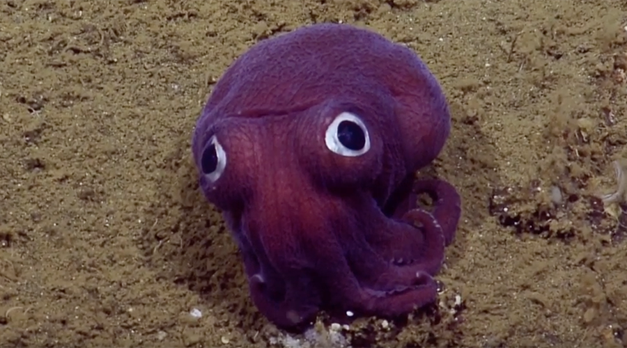 Delighted scientists discover goofy squid (VIDEO)