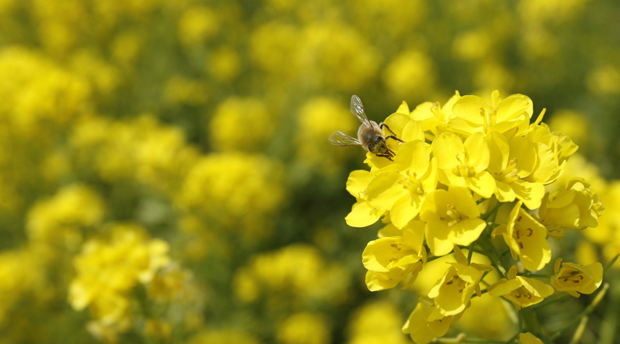 Buzzkill: Neonicotinoid insecticides on oilseed rape lead to bee decline across England, study says