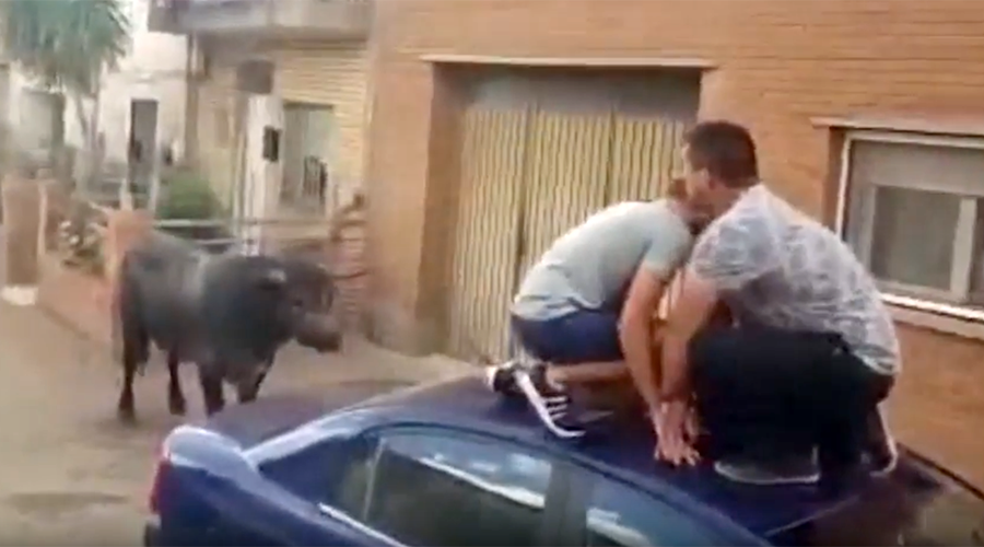7-yo girl hospitalized after being gored by bull during Spanish fiesta (VIDEO)