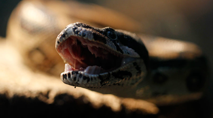 Woman who cut off pet snakes’ heads with scissors & ate them escapes jail