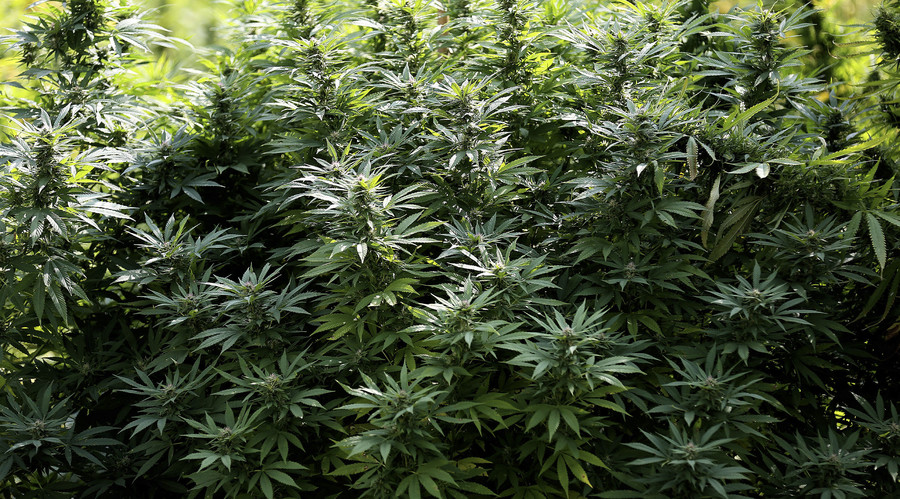 Sexist Cannabis: Marijuana relieves pain for men, not women – study