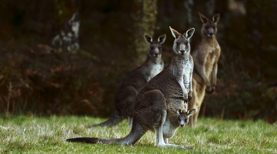 Kangaroo decapitated in ‘torture video’ uploaded to Snapchat (GRAPHIC PHOTOS)