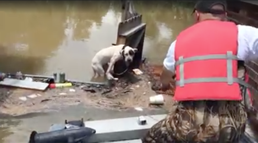 Stranded dog clinging to fence rescued from Louisiana flood waters (VIDEO)
