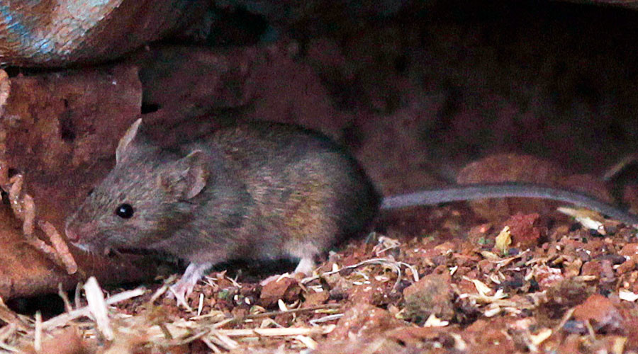 ‘Super tough’ mice could stalk London Underground’s night trains