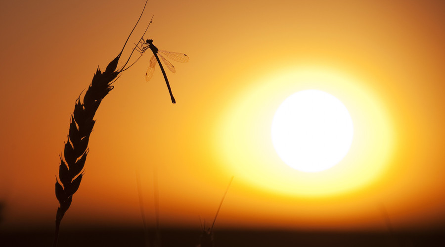 Canada's wheat crop up, but heavy rains mean lower quality