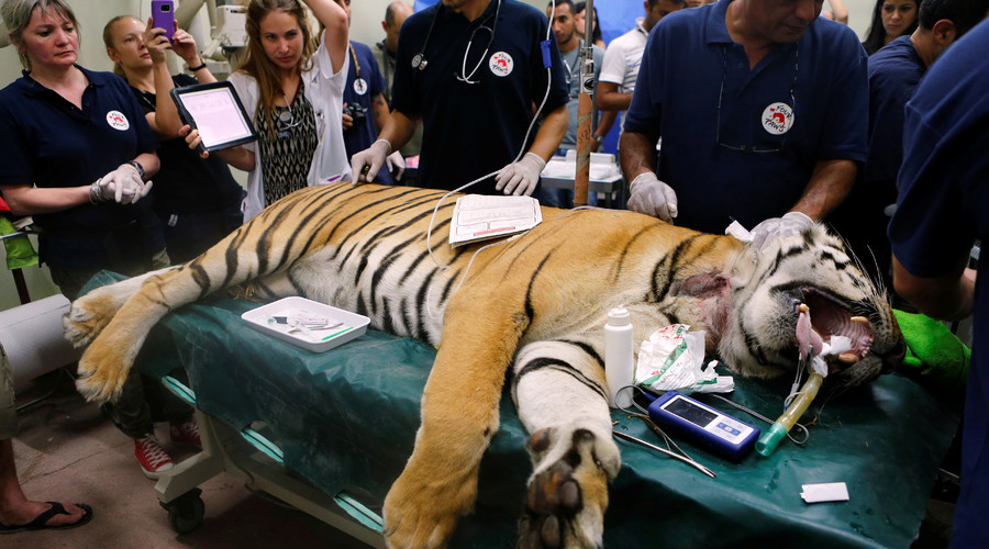‘World’s worst zoo’ in Gaza shut down as Bengal tiger & other animals removed
