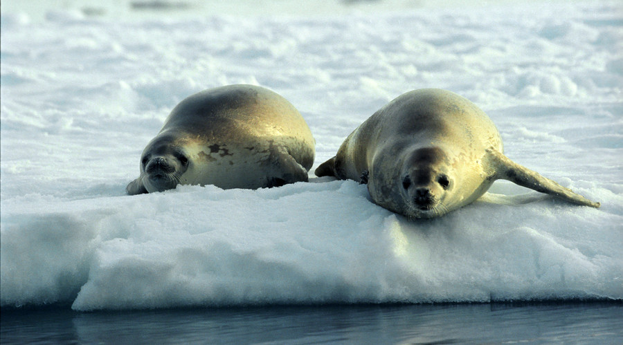 Terrifying beauty: 8,000 new lakes in Antarctica alarm scientists