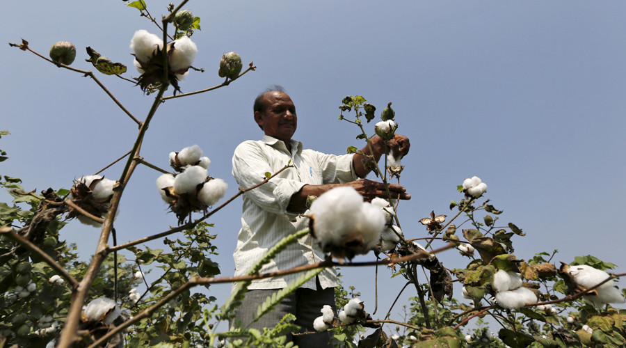 Spat causes Monsanto to pull new GM cotton seed from India
