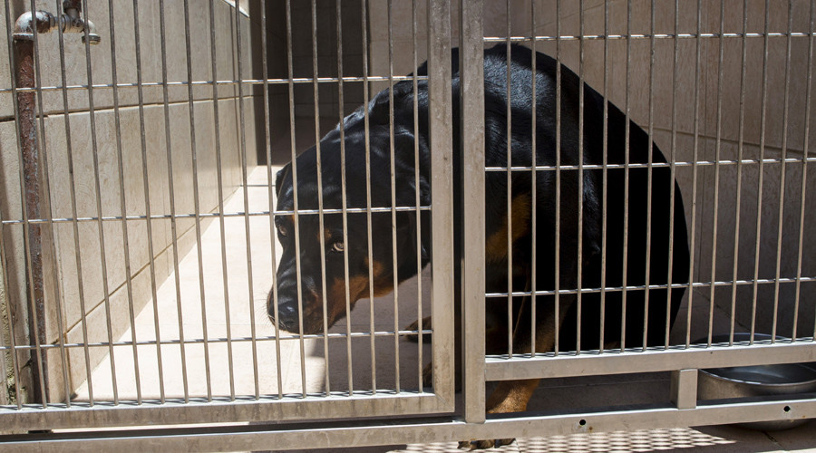 83yo Florida man old dismembered, mauled to death by pack of dogs