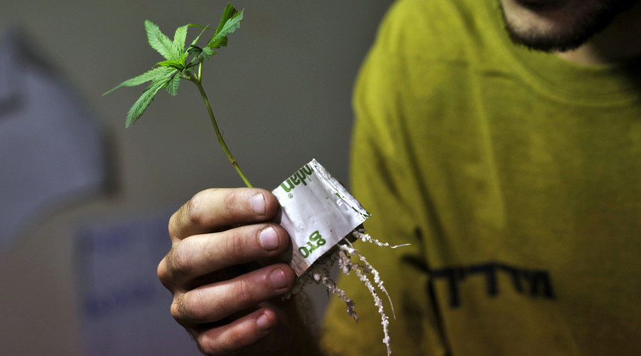 Stoner secretly grows cannabis in Glastonbury council’s hanging baskets... for 18 years