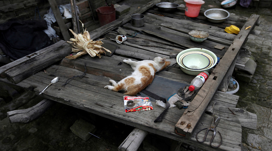 A cat rests in Li Yonghua's yard, in an area where land is sinking next to a coal mine in Helin village of Xiaoyi, China's Shanxi province, August 2, 2016. © Jason Lee