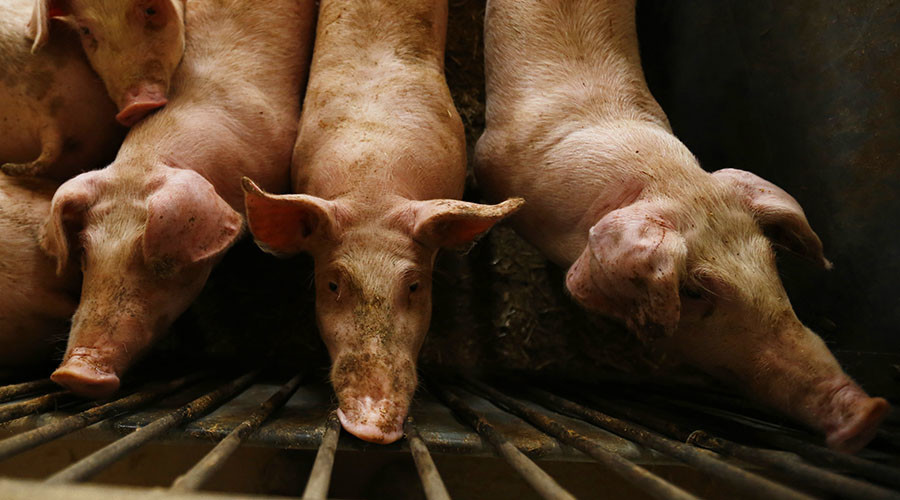 British bacon hogged by China as pork exports sizzle… but UK consumers squeal at price hike