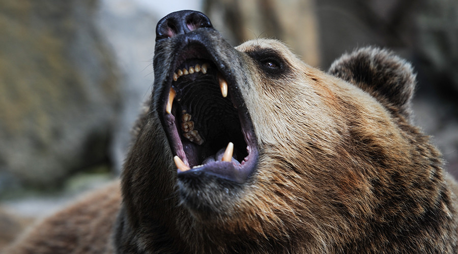 ‘The Revenant’ on a quad bike: Reserve inspector mauled by bear, manages to reach fishing camp