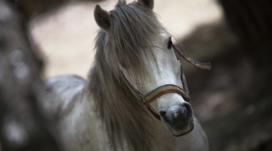 Miniature horse lover arrested for foaling around in Pennsylvania