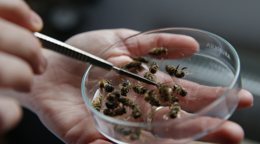 ‘Mass killing’: Anti-Zika spraying accidentally slays millions of SC’s honeybees