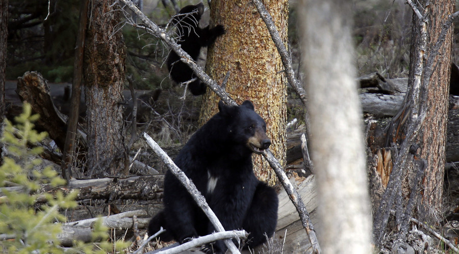 3 bears raid Goldilocks' house searching for AC?