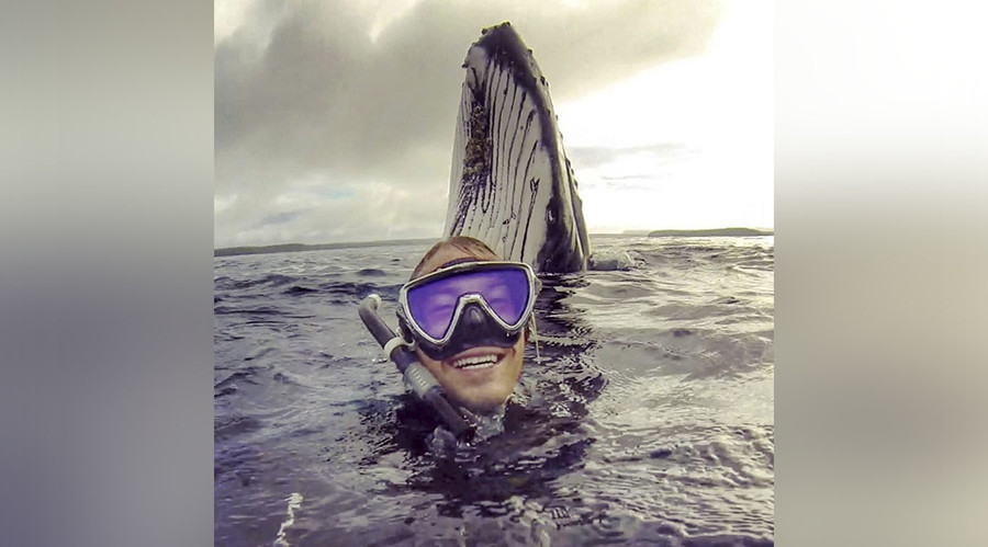 Whale hello there: Humpback photobombs snorkeling Aussie in Pacific Ocean (PHOTO)