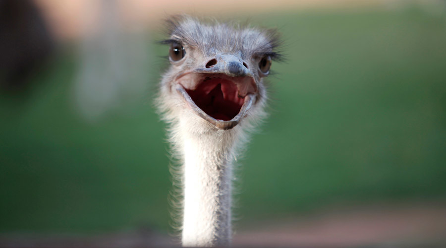 Man beats rush hour traffic by riding ostrich in Kazakhstan (VIDEO)