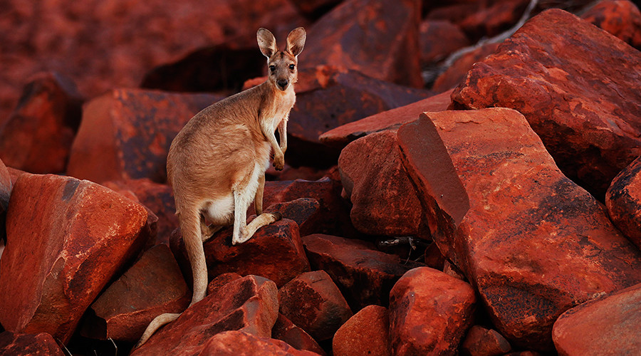 19yo Australian ‘kangaroo bomb’ plotter sentenced to 10 yrs