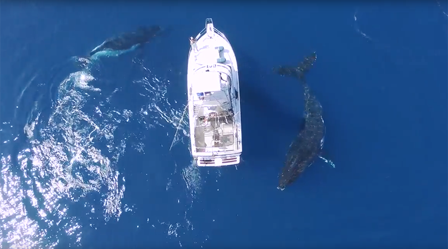 Breathtaking footage shows humpback whales circling boat (VIDEO)