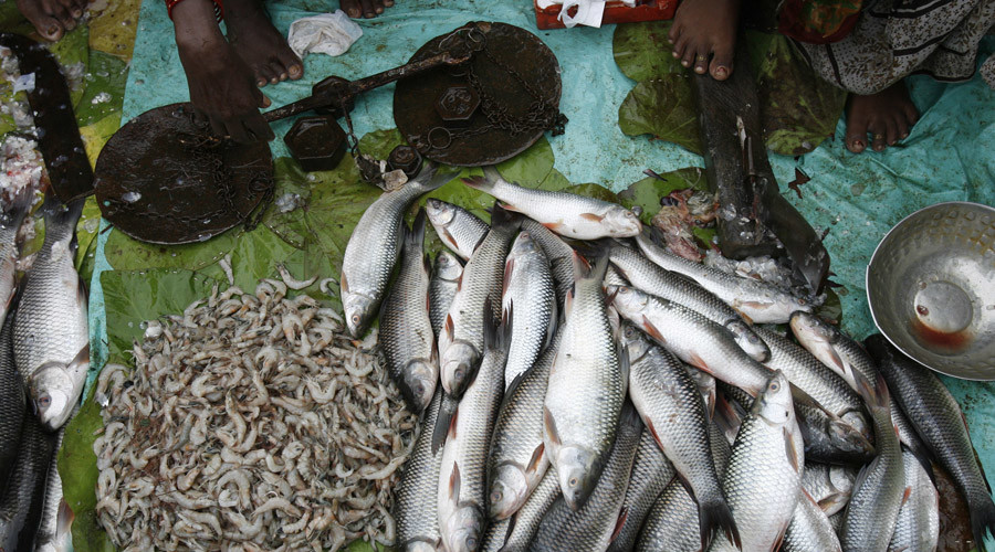 Fish scales-powered pacemaker? Scientists transform biowaste into energy harvester