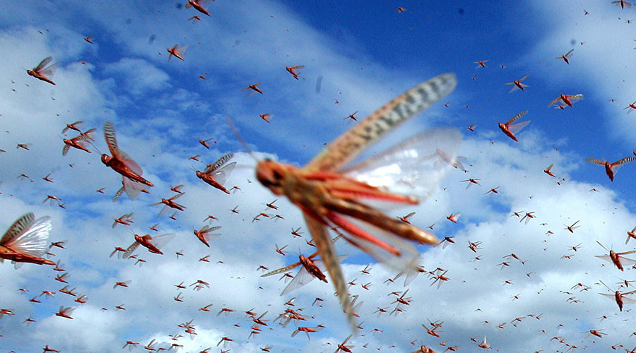 Drone swarms for combat & surveillance ops top Britain’s military wishlist