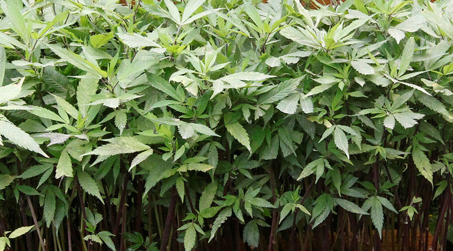 Up in toke: Cannabis farm fire leaves kids vomiting in the street