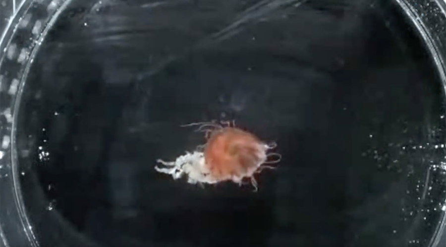 Surf and turf: Lobster larvae feast on venomous jellyfish while hitching a ride (VIDEO)