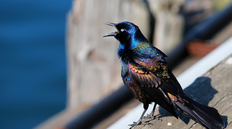 Who’s killing Tweety & Sylvester? Birds, cat drop dead mysteriously in Boston